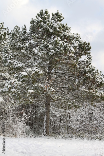 Tree covered in fresh snow.