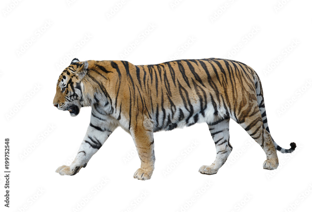 male siberian tiger isolated