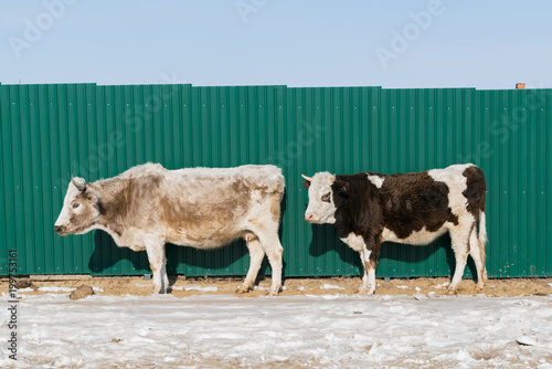 Cow stand over snow with green metal wall background photo