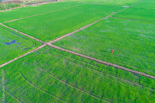 Farmer working fertilize spread in rice plantation © themorningglory
