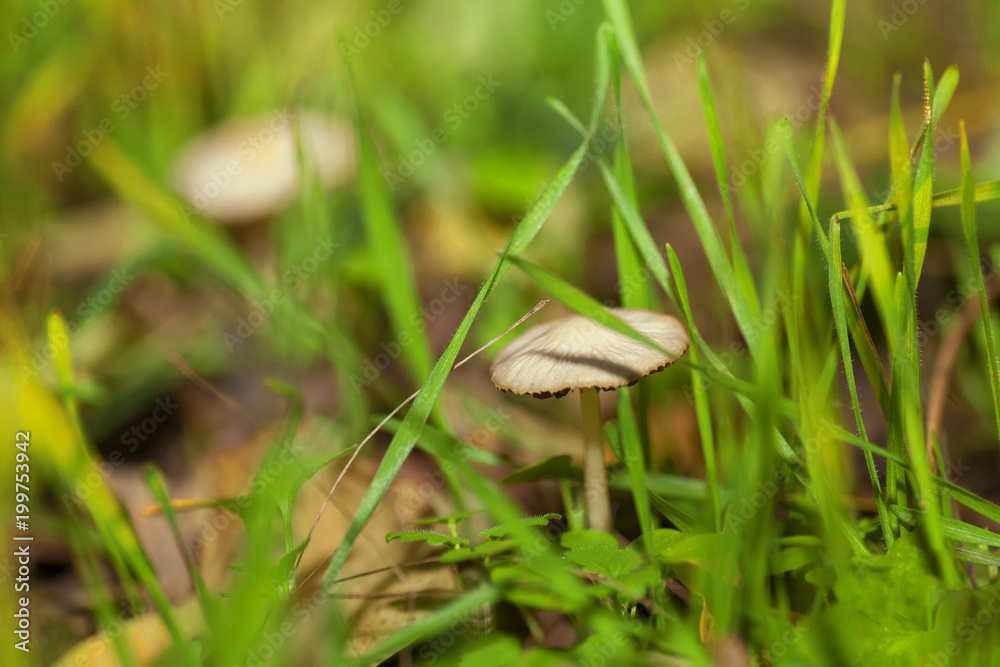 mushroom in green grass mushroom in green grass