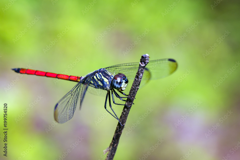 Image of dragonfly perched(Lathrecista asiatica)on a tree branch. Insect, Animal. Image of dragonfly perched(Lathrecista asiatica)on a tree branch. Insect, Animal.