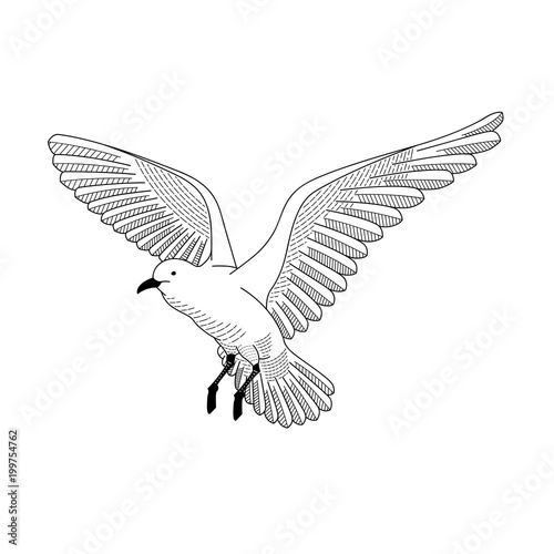 bird flying. illustration vector. hand drawing line art of animal. bird isolated line on white background. symbol of freedom. tattoo design. circle of life.