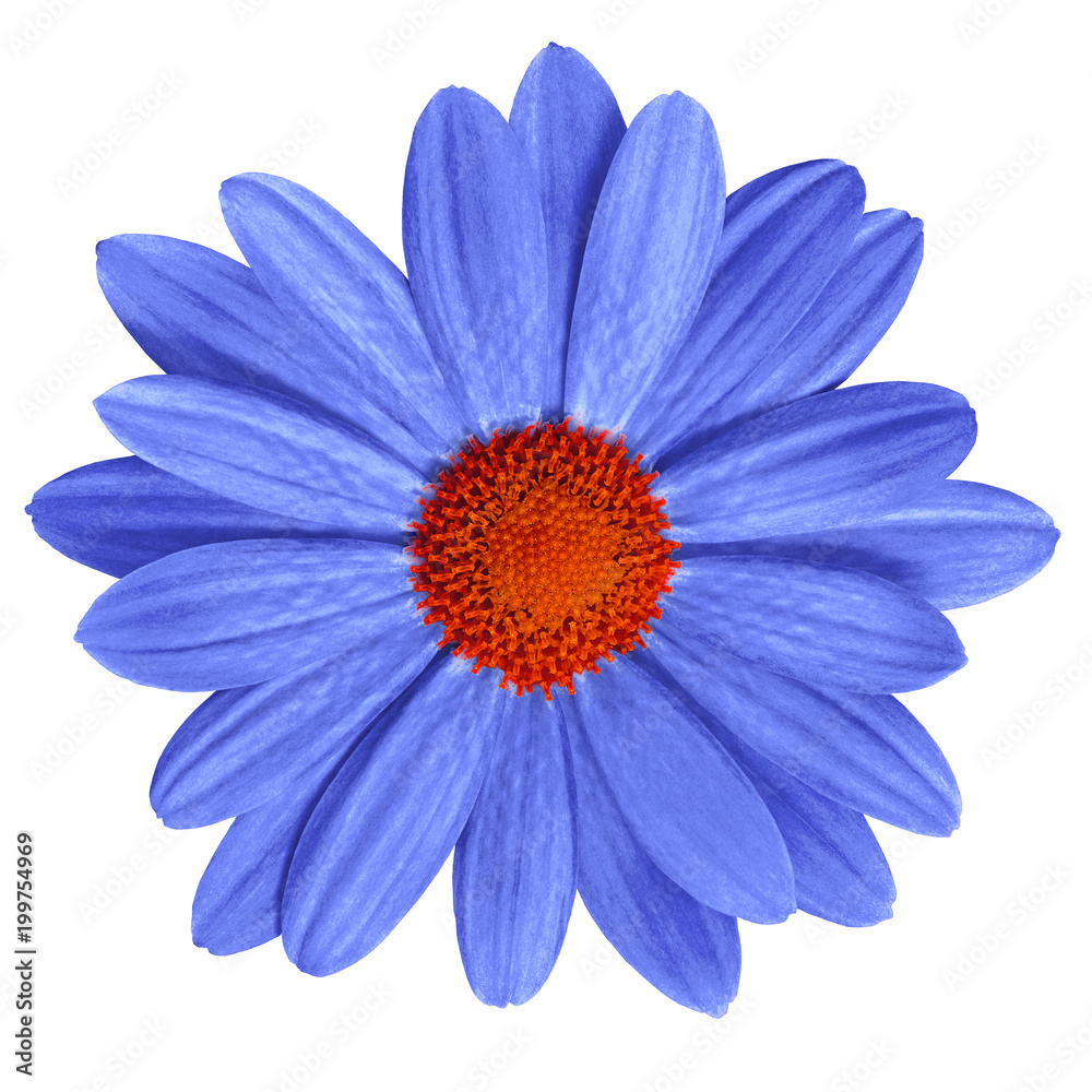 Garden flower blue red daisy isolated on white background. Close-up. Macro. Element of design. Garden flower blue red daisy isolated on white background. Close-up. Macro. Element of design.