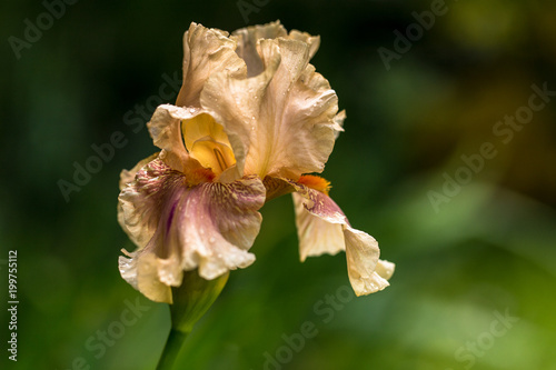 Fototapeta Naklejka Na Ścianę i Meble -  Iris du jardin