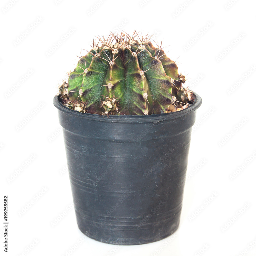 Small and beautiful shape cactus plant isolated on white background Small and beautiful shape cactus plant isolated on white background