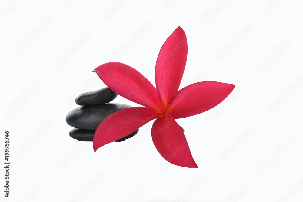 gorgeous orchid and pebbles on white background gorgeous orchid and pebbles on white background