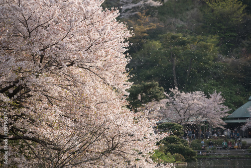 sakura