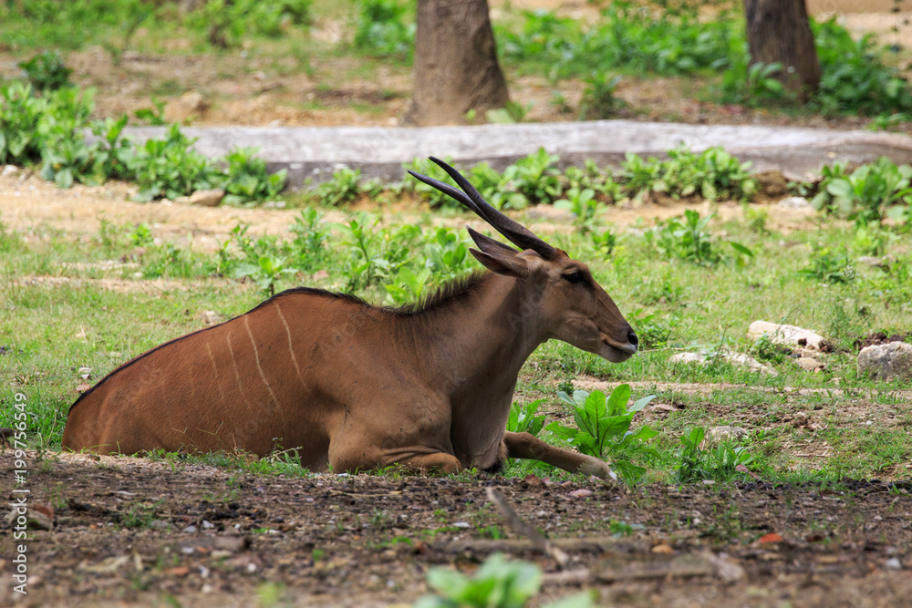 Image of Eland (Traelaphus oryx) relax on the grass. Wildlife Animals.