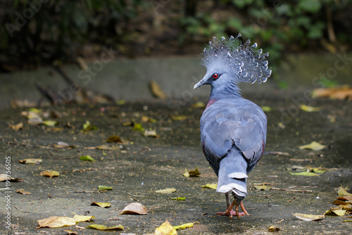 Image of Victoria crowned pigeon on nature background. Bird. Animals.