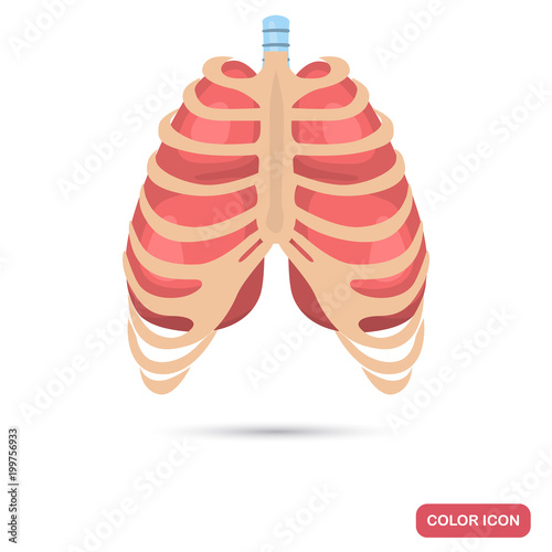 фотографія Human lungs behind the thorax color flat icon
