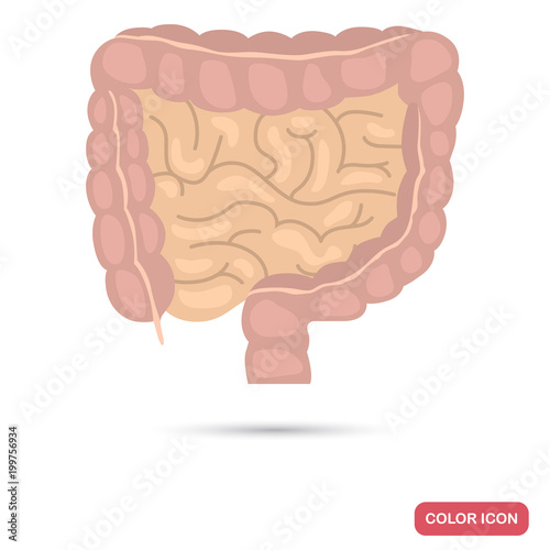 The human intestine color flat icon