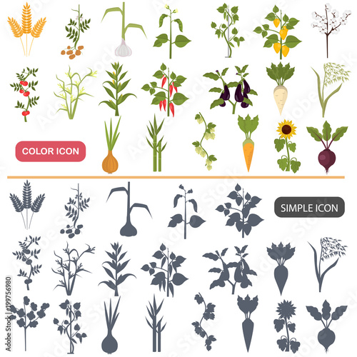 Agriculture plants color flat and simple icons set