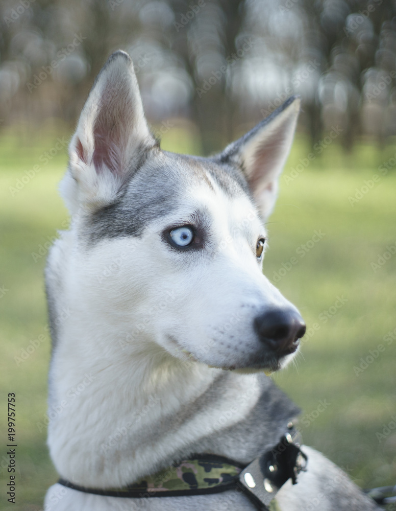 portrait of a beautiful dog in the nature