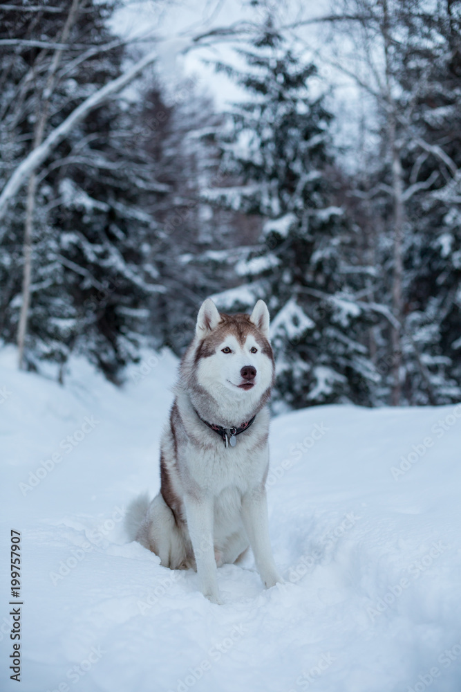 Portrait of gorgeous Husky dog sitting in the winter forest in the evening . Portrait of free and beautiful Beige and White Dog breed Siberian husky is on the snow