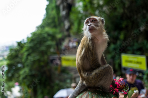 Canvas Print A monkey near the Batu Caves in Kuala Lumpur