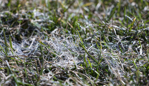 Spring lawn grass affected by grey snow mold Typhula sp. in the April garden photo