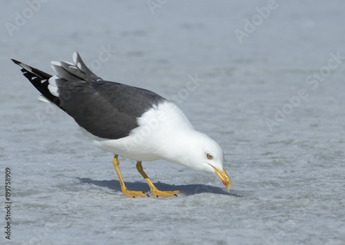 Lesser Black-backed gull photo