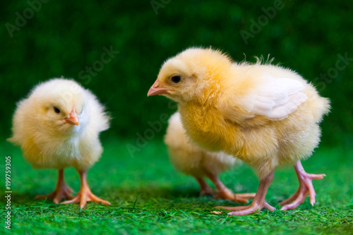 Close-up of a lot of small yellow chicks  or Gallus gallus  with black eyes on the artificial grass in the room sits