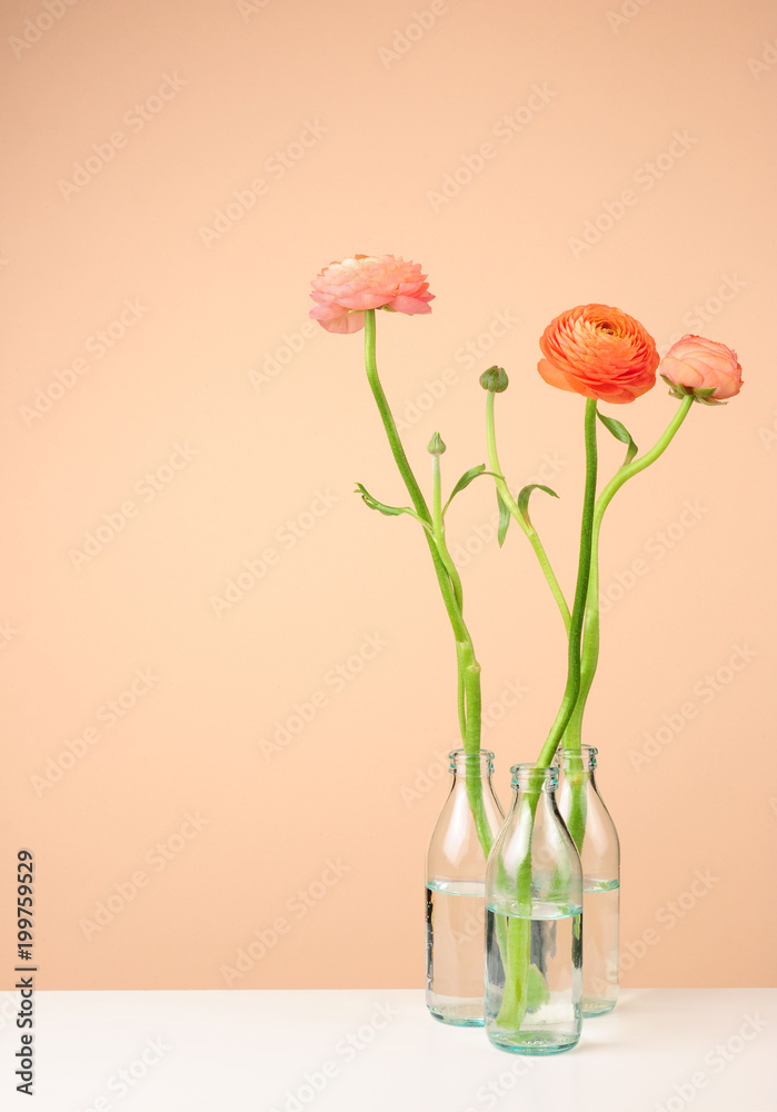 Fototapeta premium Ranunkeln