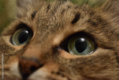 green cat's eye