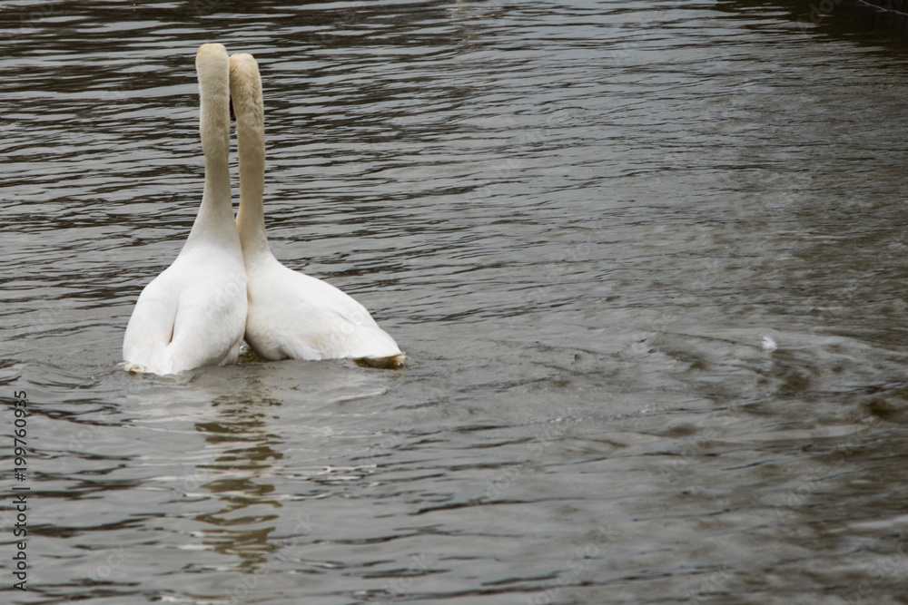 mute swan love birds leaning on each other on a river with space for caption mute swan love birds leaning on each other on a river with space for caption