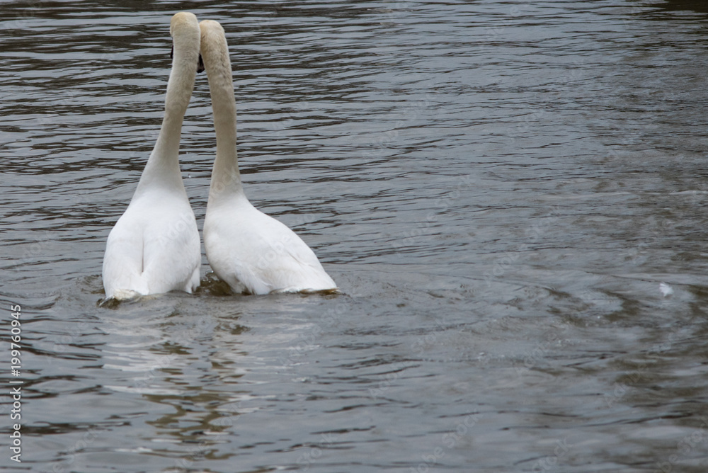 love birds leaning on each other on a river love birds leaning on each other on a river