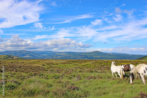 Wild ponies in the Brecon Beacons