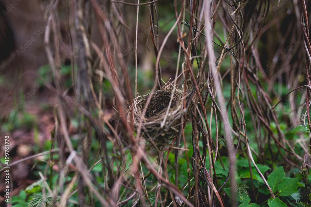 Small bird nest hidden in shrubbery