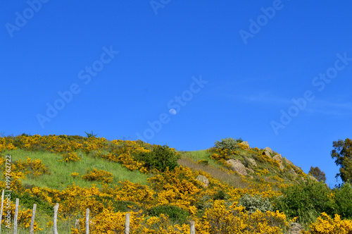 Typical Background of Maquis Shrubland, Wild Nature, Mediterranean Region, Sicily, Italy, Europe photo