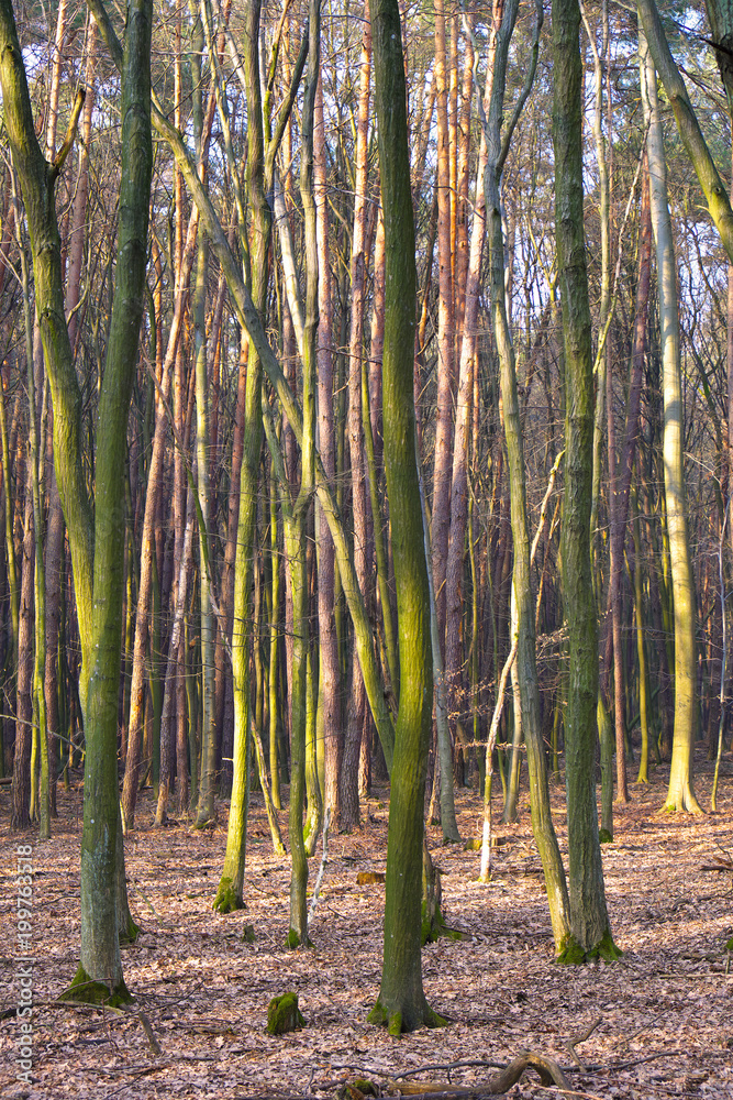 Wood landscape - young forest thicket in early spring season in Mazovia region in central Poland Wood landscape - young forest thicket in early spring season in Mazovia region in central Poland
