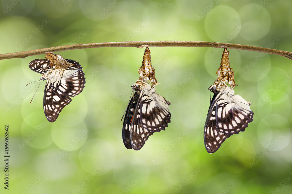 Obraz premium Transformation of emerged Black-veined sergeant butterfly ( Athyma ranga ) from chrysalis hanging on twig