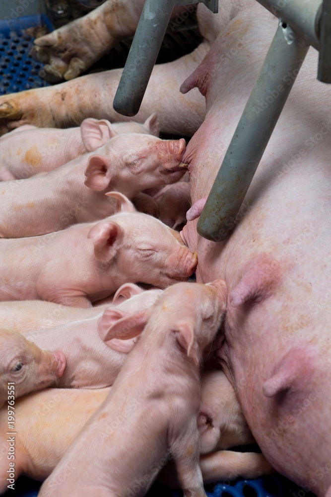 Piglets lnusring in stable. Pigbreeding. Pigs Piglets lnusring in stable. Pigbreeding. Pigs