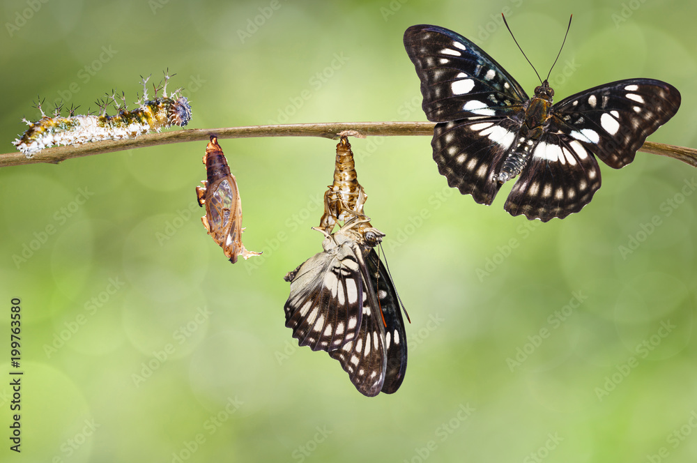 Obraz premium Transformation of Black-veined sergeant butterfly ( Athyma ranga ) from caterpillar , pupa and emerged hanging twig