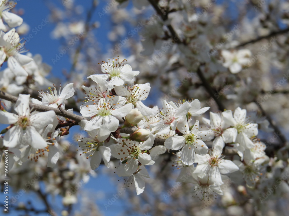 Blooming Apple tree in the gardens of the North Caucasus, the awakening of nature in the spring. Spring emotions. Blooming Apple tree in the gardens of the North Caucasus, the awakening of nature in the spring. Spring emotions.