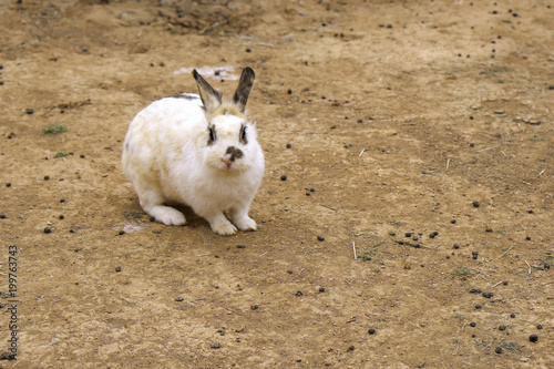 Single Domestic Bunny rabbit, Oryctolagus cuniculus domesticus, in a zoological garden photo