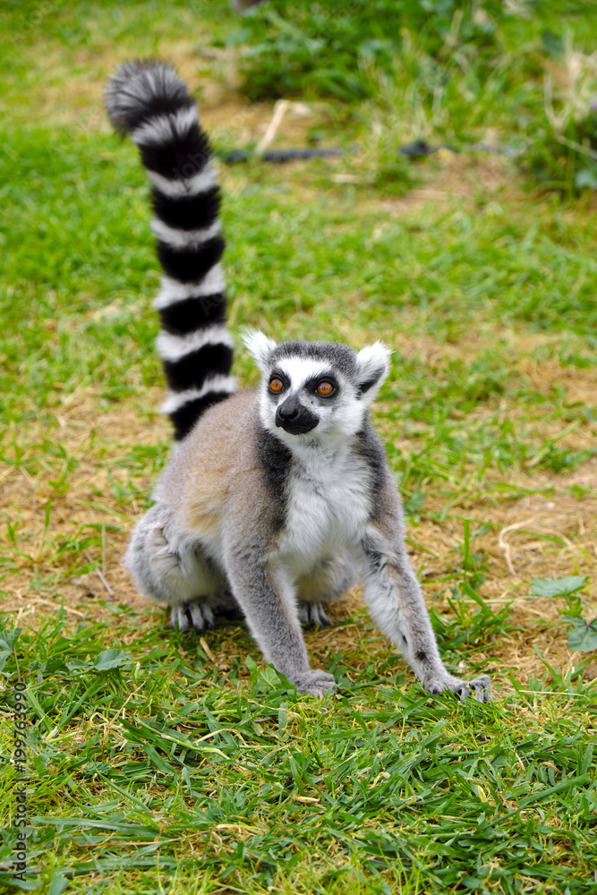 Fototapeta premium Single Ring-tailed lemur, Lemur catta, in a zoological garden