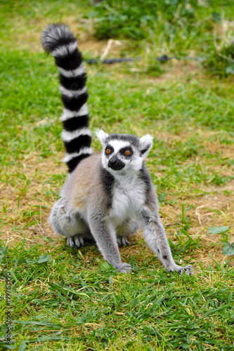 Single Ring-tailed lemur, Lemur catta, in a zoological garden