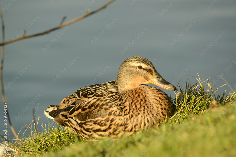 Fototapeta premium Ente am Seeufer