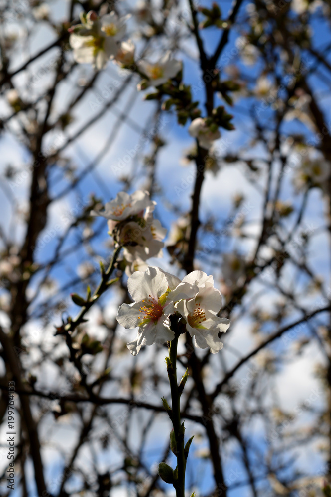Beautiful Almond Tree Branches in Bloom, Background, Sicily Beautiful Almond Tree Branches in Bloom, Background, Sicily