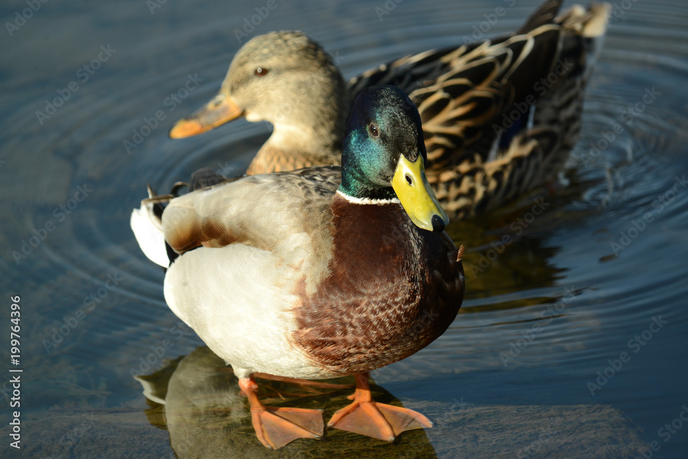 Ente am Seeufer Ente am Seeufer