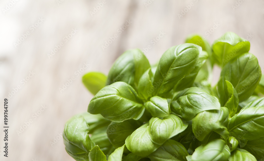 Fototapeta premium basilic frais