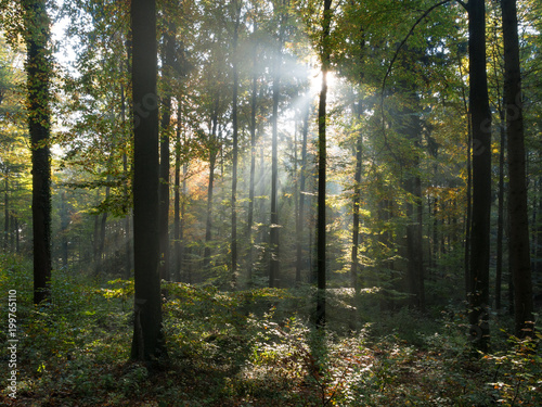 The sunbeams in a forest at morning