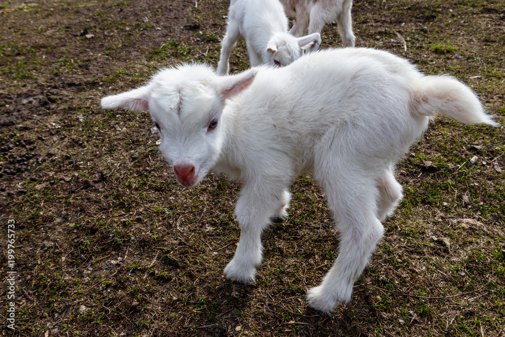 Newborn goat on the farmyard. Portrait of baby goat Newborn goat on the farmyard. Portrait of baby goat