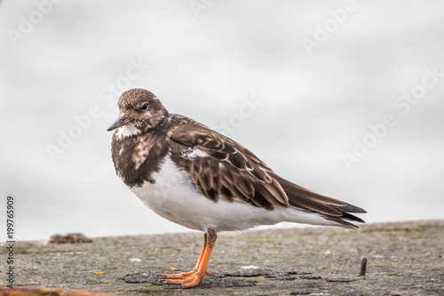Turnstone UK
