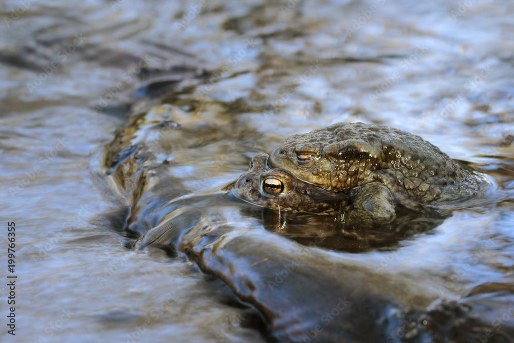 Fototapeta premium Common Toad - Bufo bufo