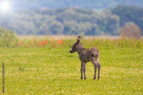Brown Baby donkey on the floral meadow in spring