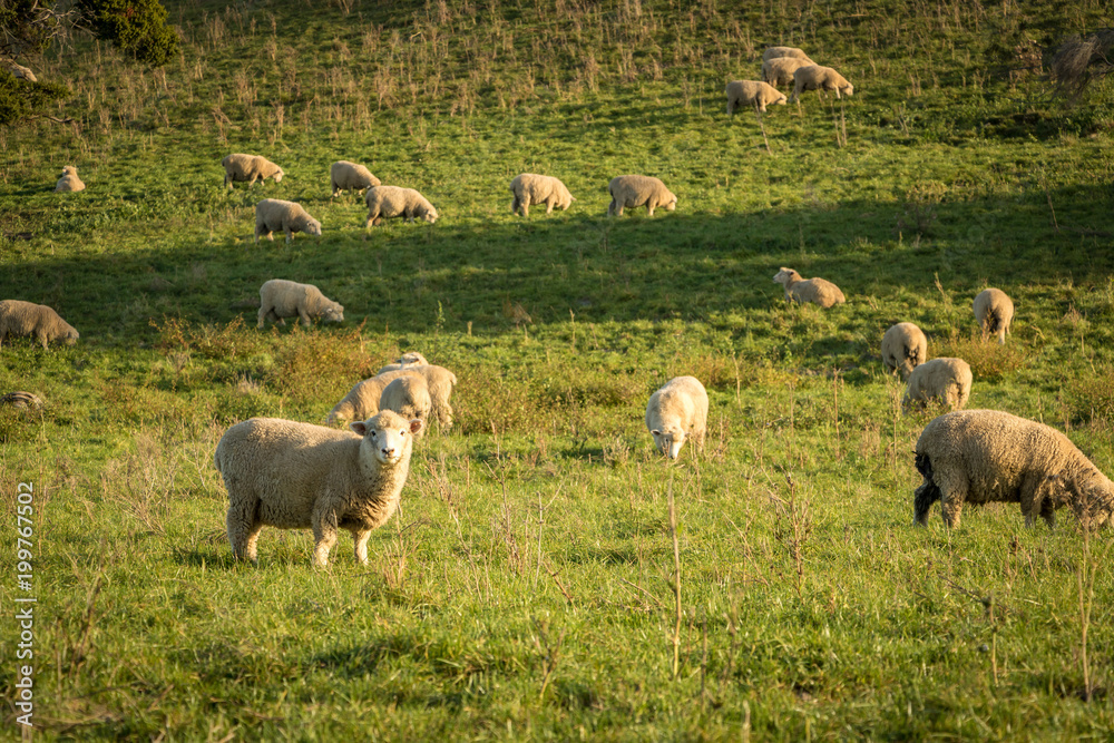 Fototapeta premium Sheep Looks Up As Sun Set Fills Countryside With Golden Light 