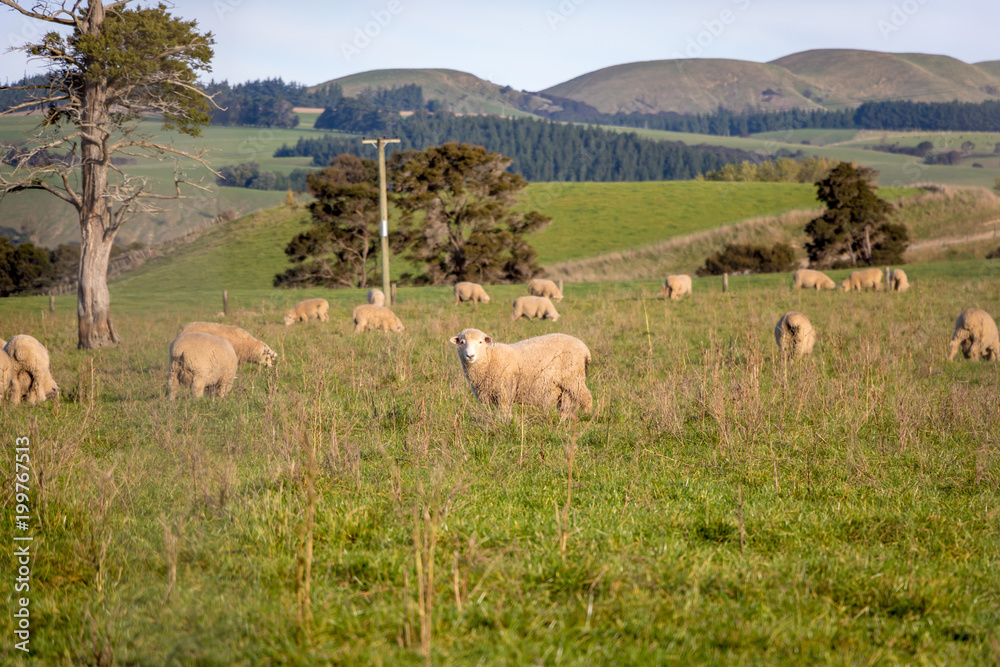 Fototapeta premium Sunset Over New Zealand Sheep 