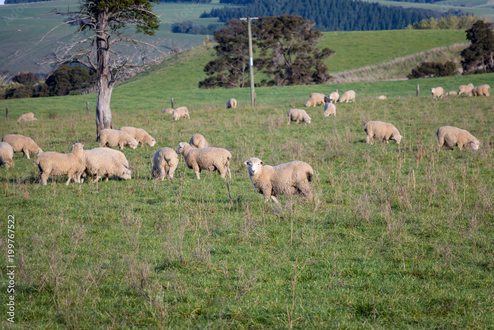 New Zealand Wool Sheep Flock New Zealand Wool Sheep Flock